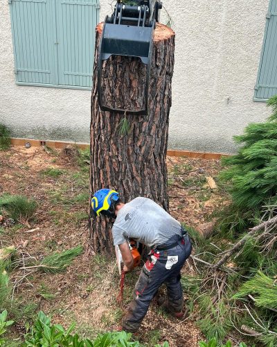ABATTAGE ARBRE