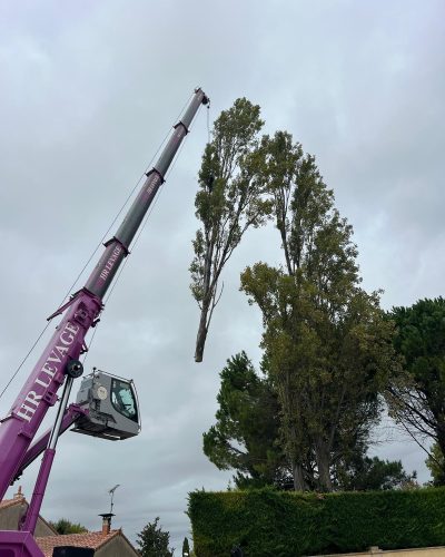ELAGAGE ARBRE